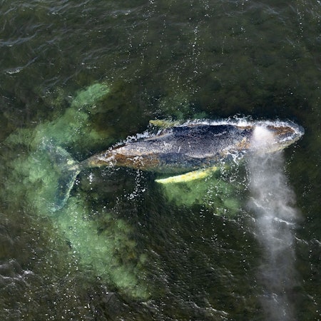 Eine Drohnenaufnahme herausgegeben von Greenpeace zeigt den Buckelwal in der Wismarbucht.