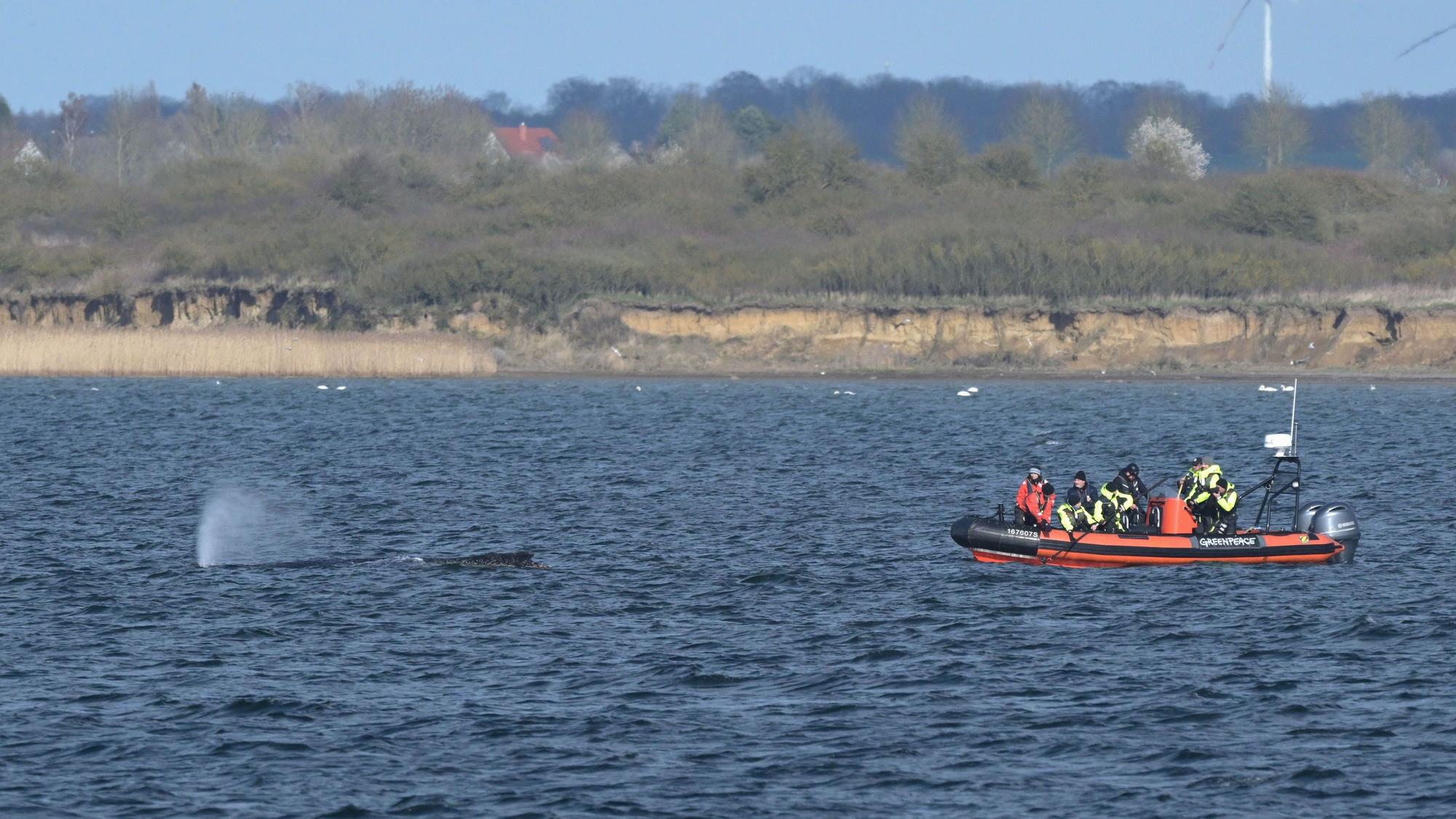 Der Buckelwal liegt am Nachmittag noch immer in der Wismarer Bucht.
