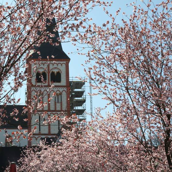 Blühende Bäume auf dem Markt, Kirche St. Servatius im Hintergrund.