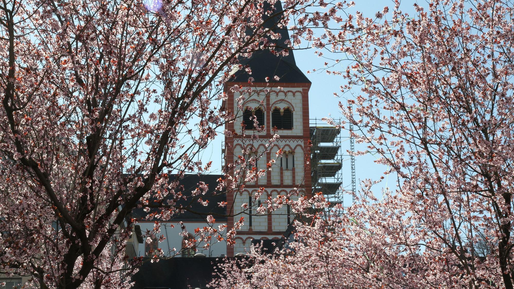 Blühende Bäume auf dem Markt, Kirche St. Servatius im Hintergrund.
