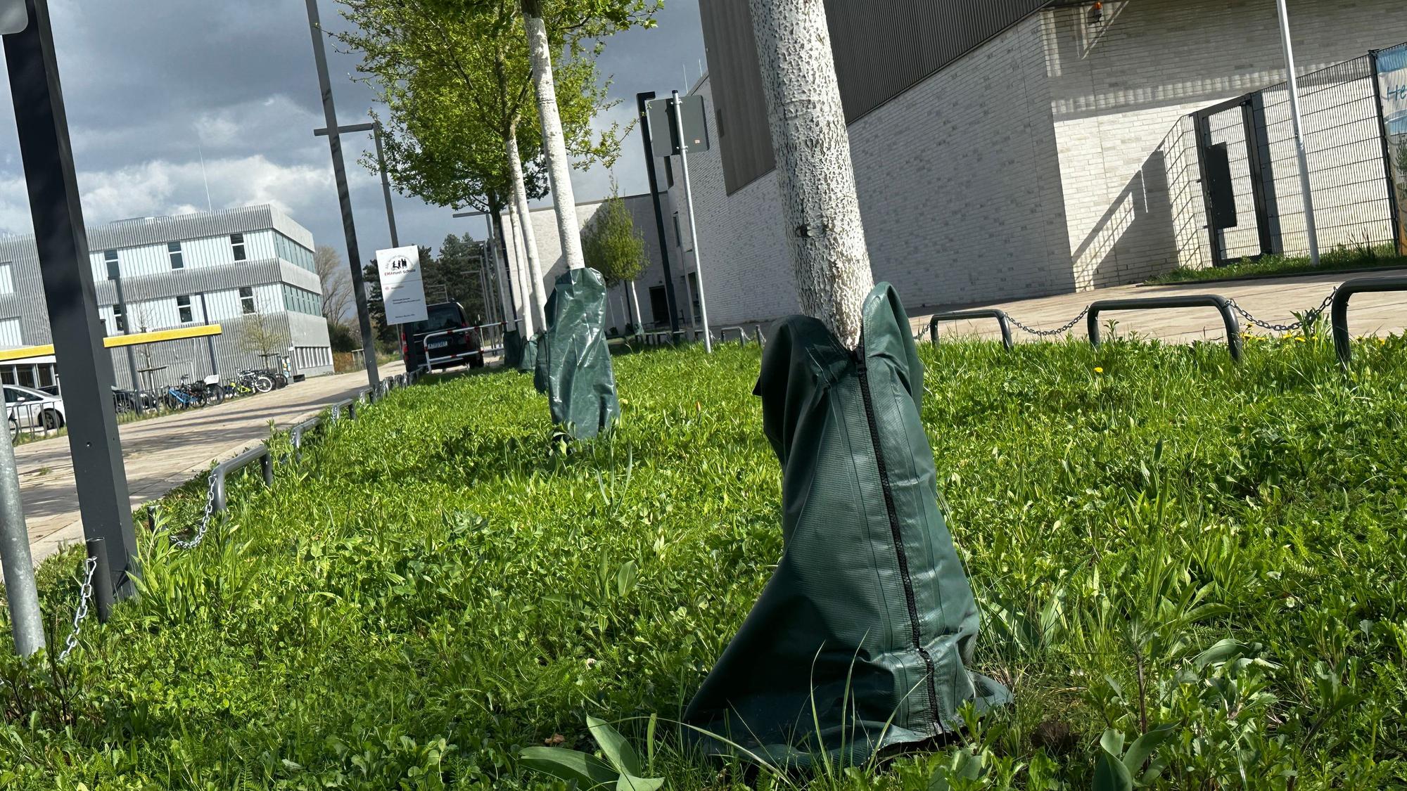 Wassersäcke sind um Bäume gewickelt, um bei Trockenheit zu helfen.