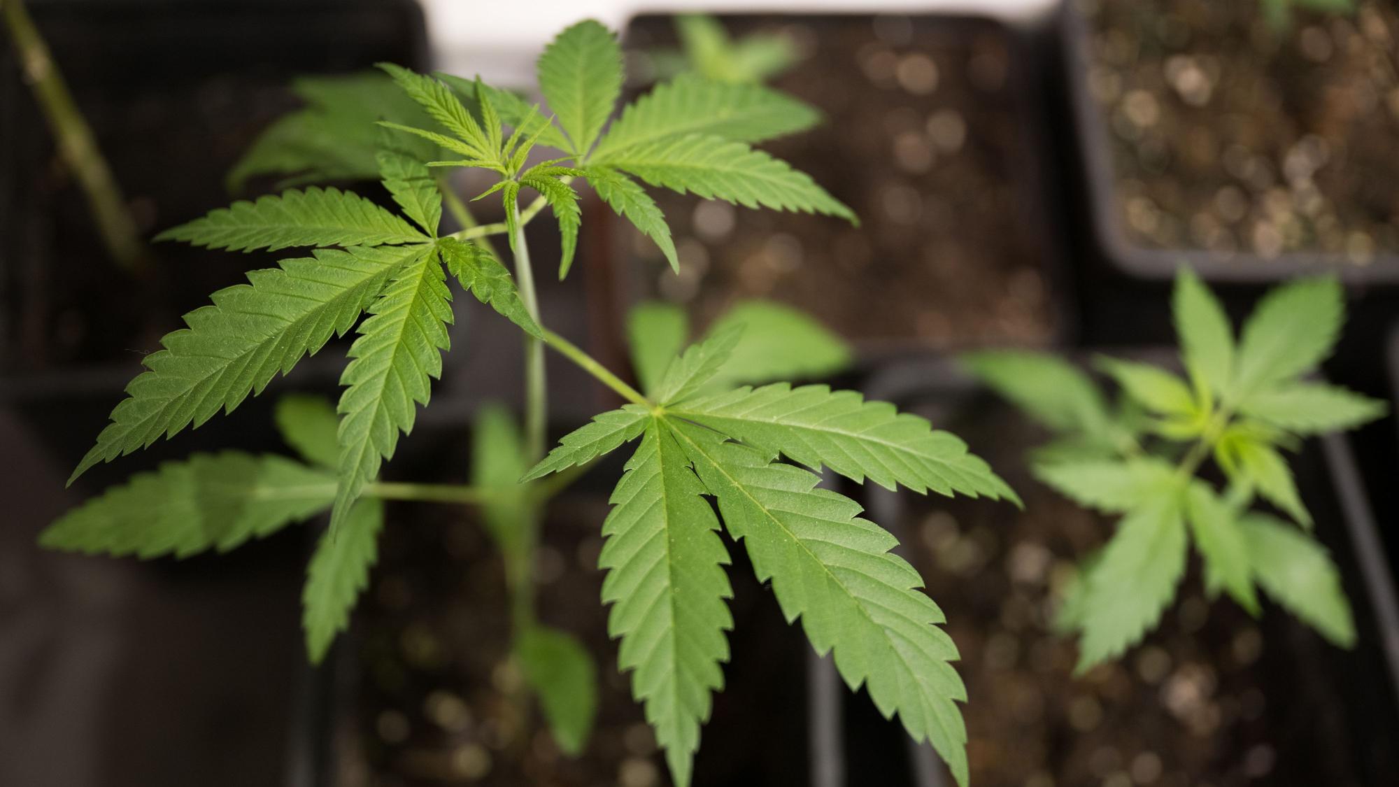 Eine Cannabispflanze.