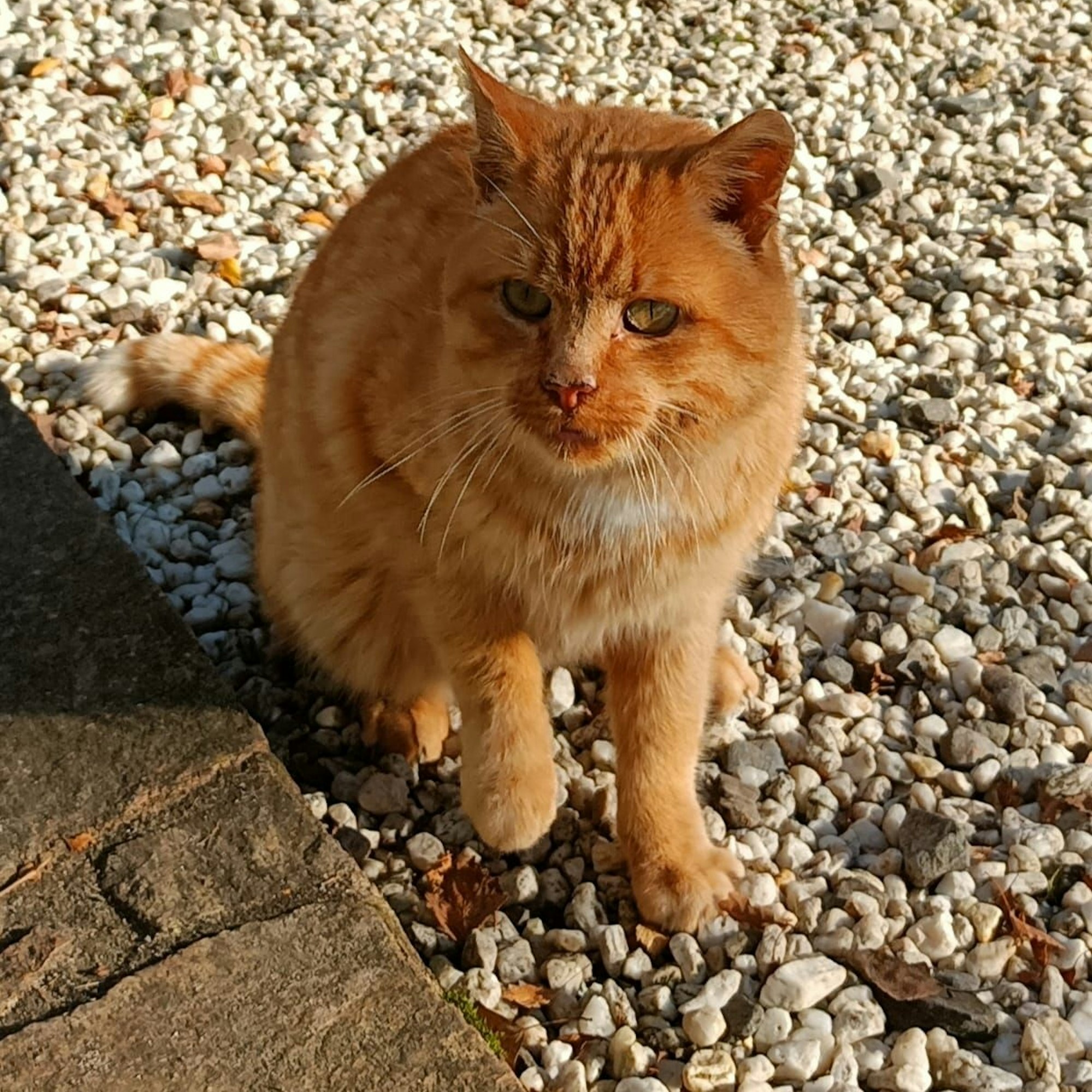 Foxi ist ein Straßenkater, lebte aber seit Jahren rund um den Hof des Ehepaars.