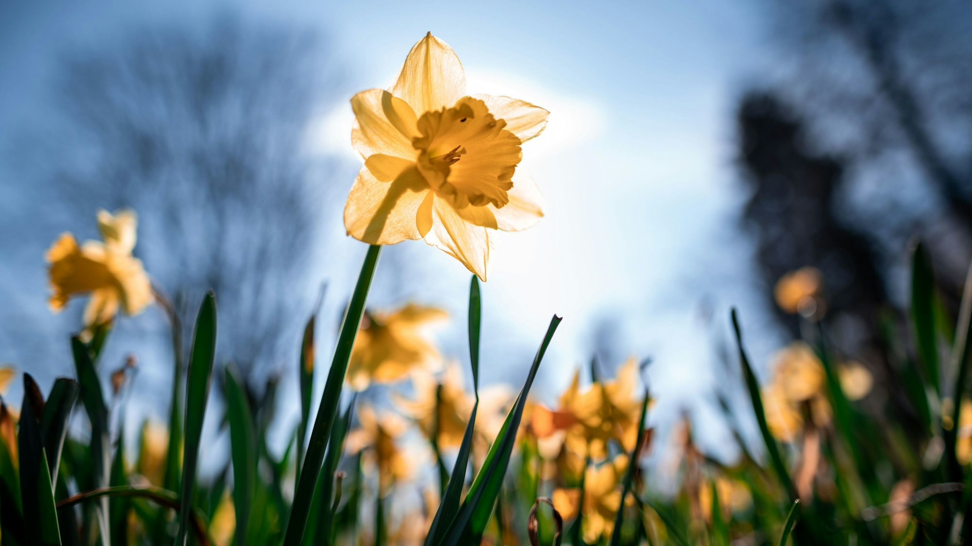 Die Osterglocken blühen – und wie wird das Wetter zu Ostern?