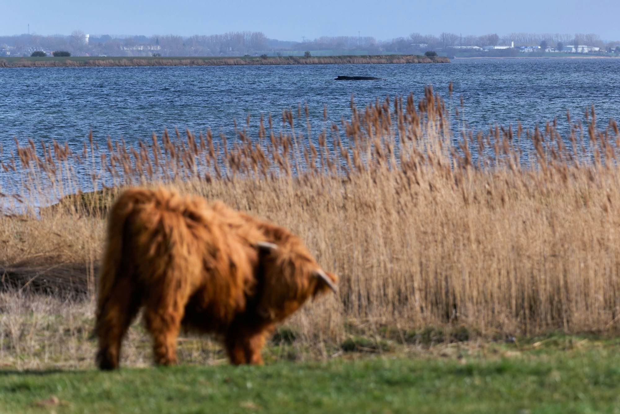 Der Buckelwal am Montagnachmittag vor der Insel Poel. (Archivbild)