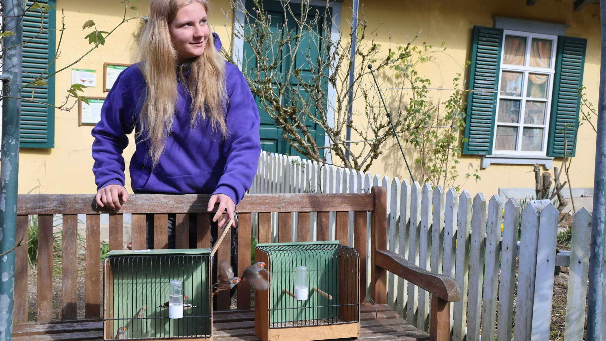 Die Jahrespraktikantin Nele Leymann lässt im Fasanengarten des Affen- und Vogelparks in Reichshof-Eckenhagen nach der Winterpause die Zebrafinken frei.