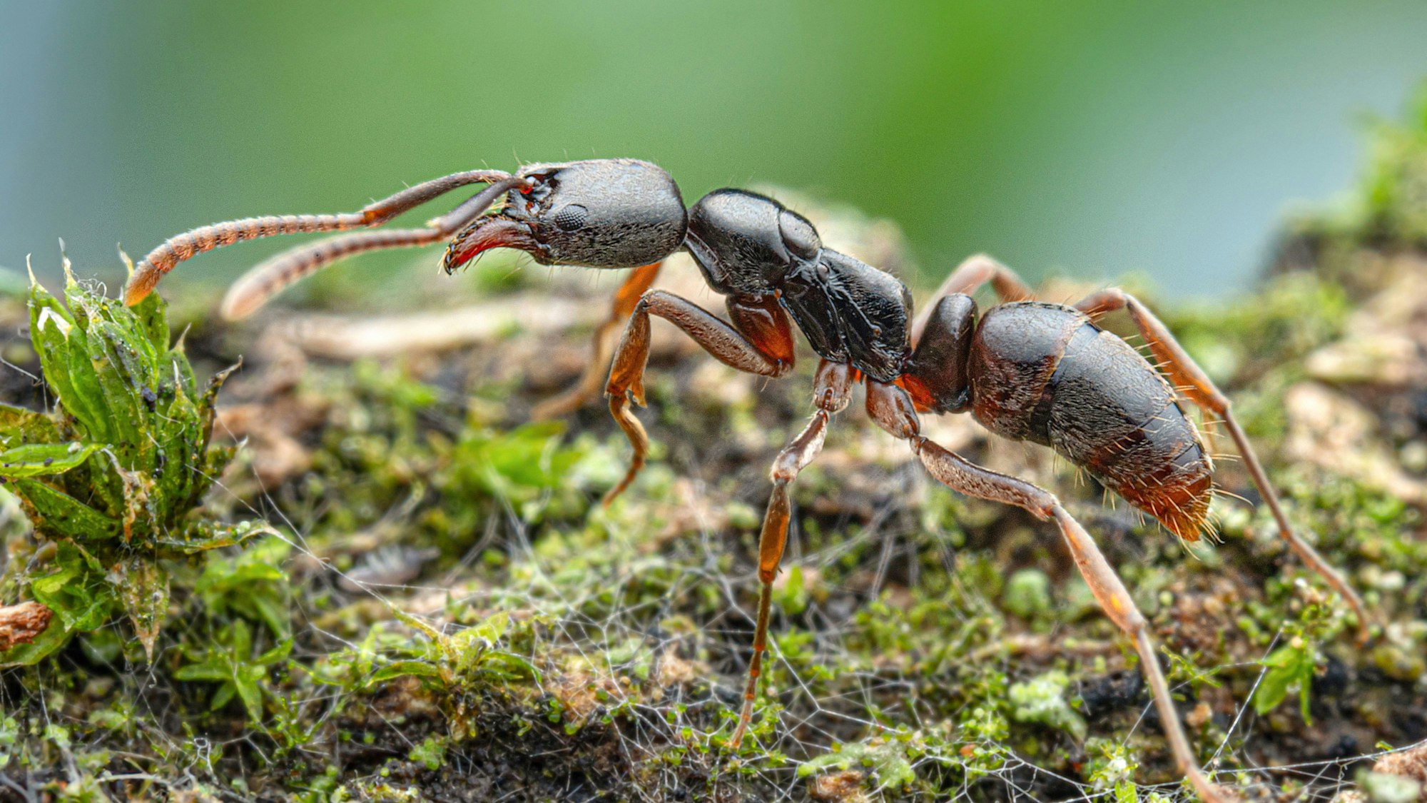 Eine Asiatische Nadelameise.