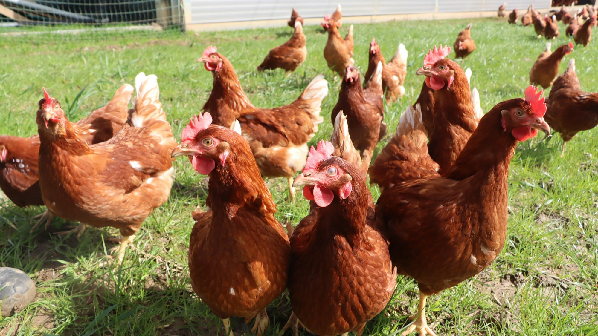 Braune Hühner - braune Eier: Auf dem Familienbetrieb „Gemüsehof Steiger“ werden seit Januar die Eier gesammelt und verkauft.