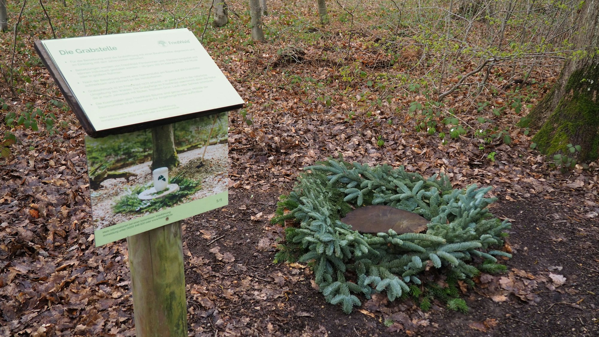 Links im Bild wird auf einem Schild die Grabstelle erklärt. Rechts liegt Tannengrün um eine Baumscheibe.
