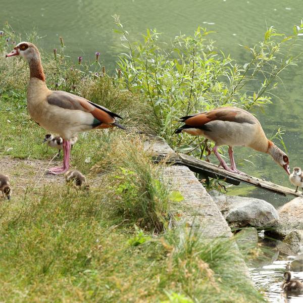 Nilgänse mit ihren Küken am Adenauer Weiher in der Kölner Innenstadt