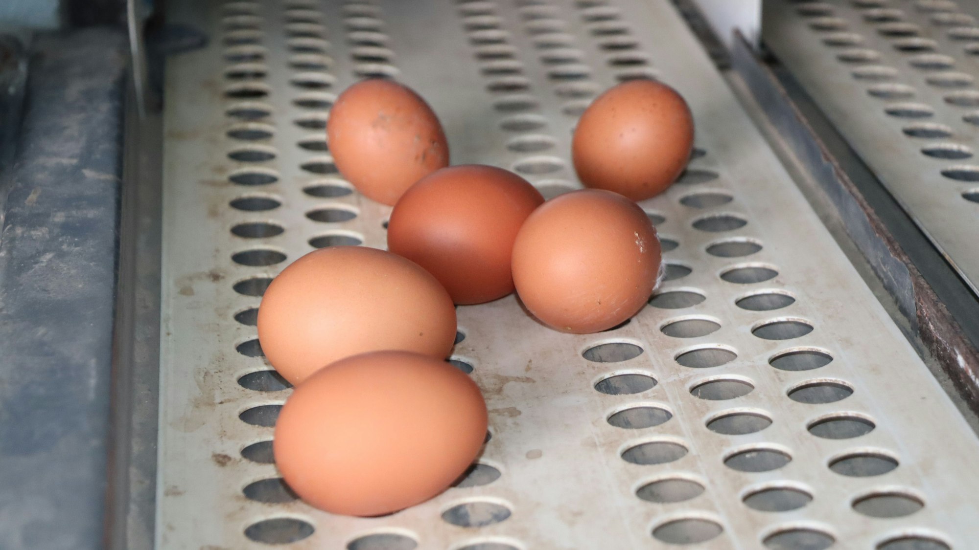 Die Eier laufen vom Nest automatisch über das Fließband, wo sie eingesammelt werden können.