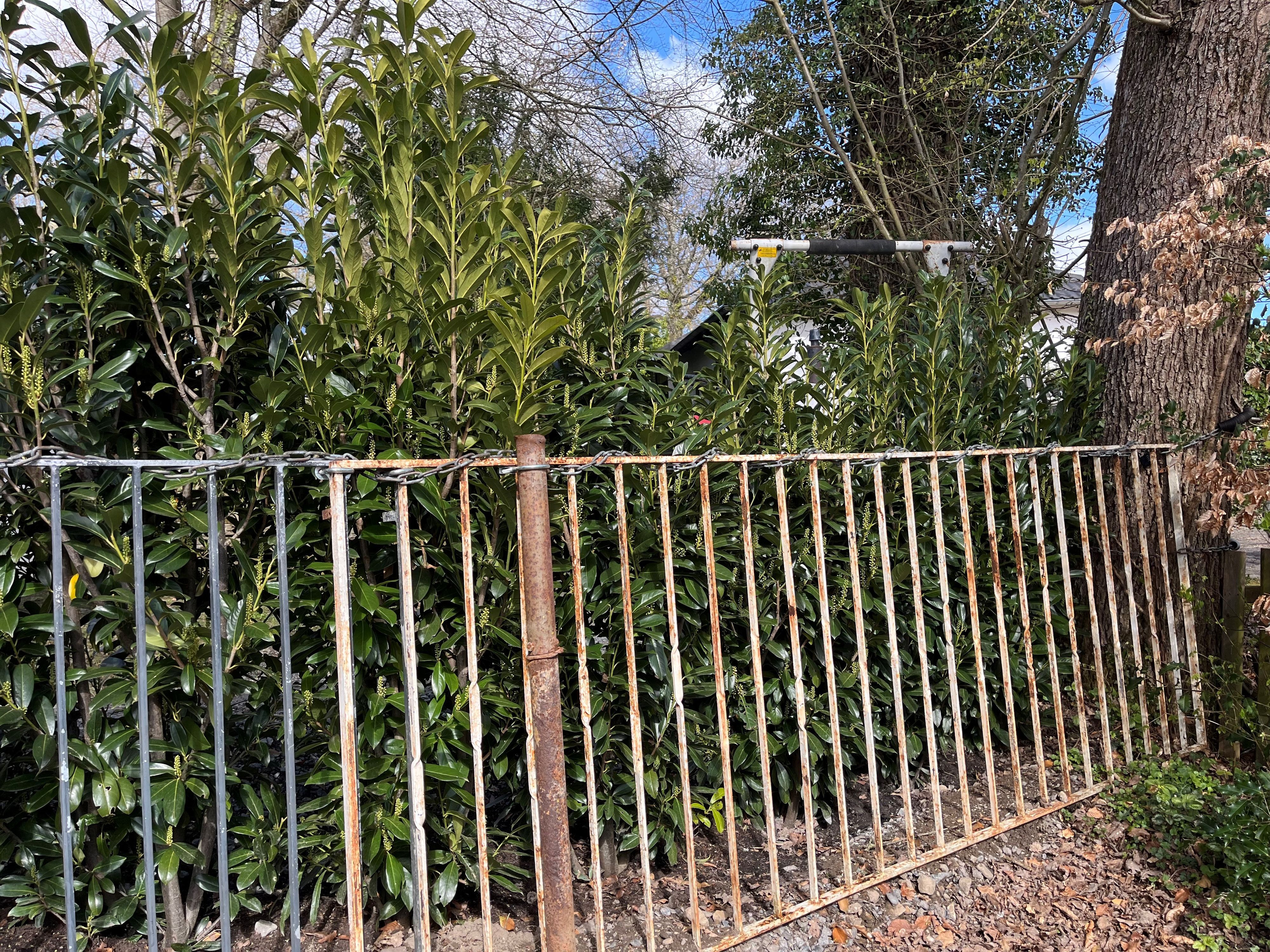 Hinter dem Eisengitter stehen die Bäume.