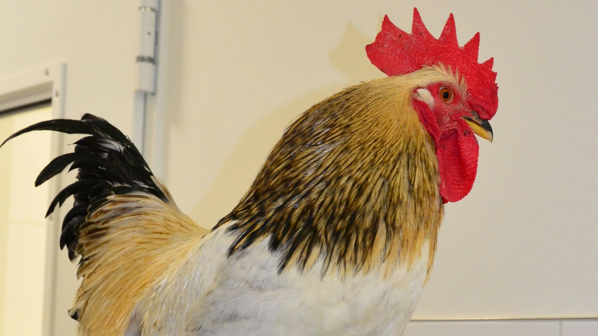 Das Bild zeigt einen Hahn.
