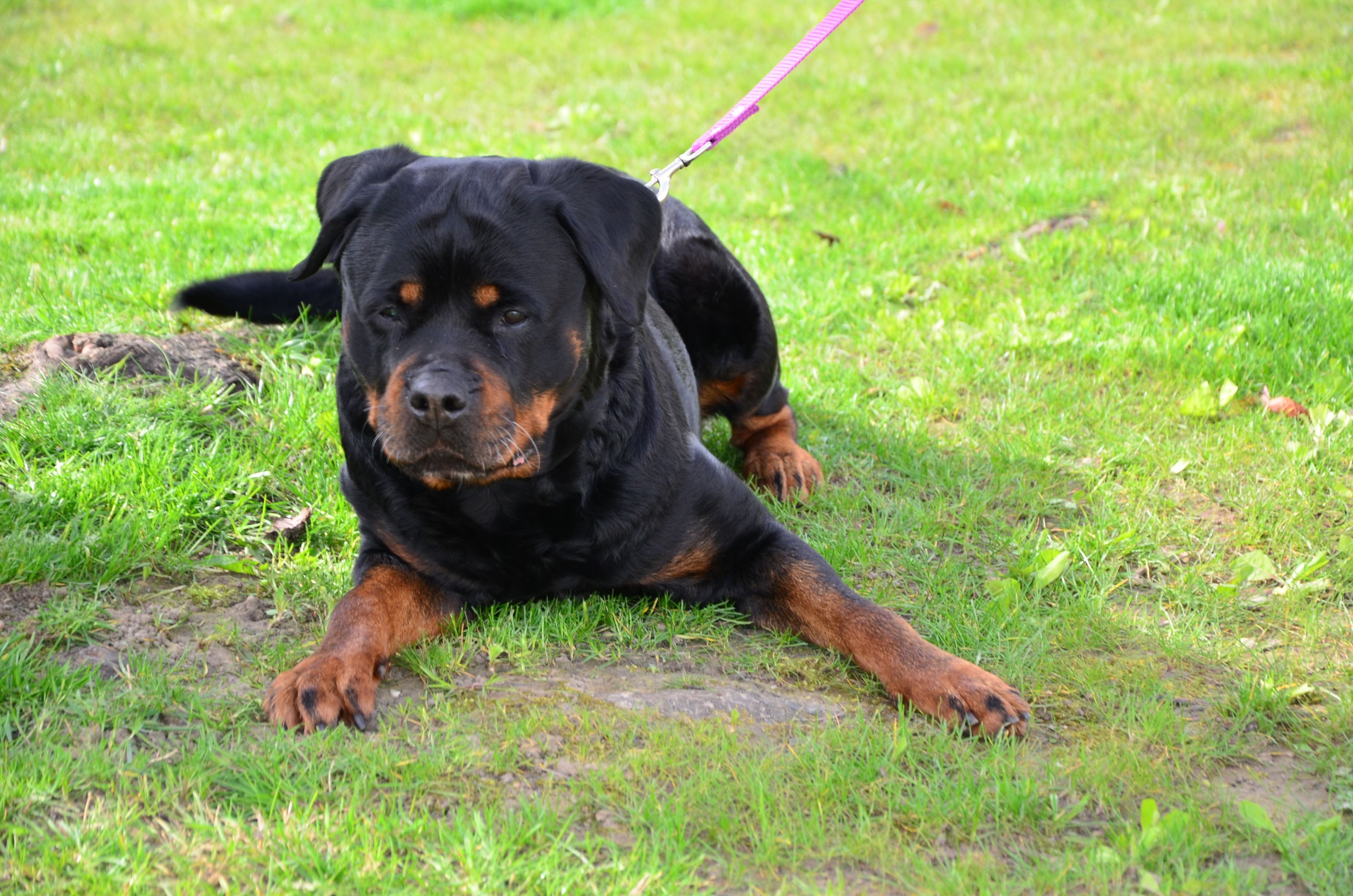 Das Bild zeigt die Rottweilerhündin Luna.