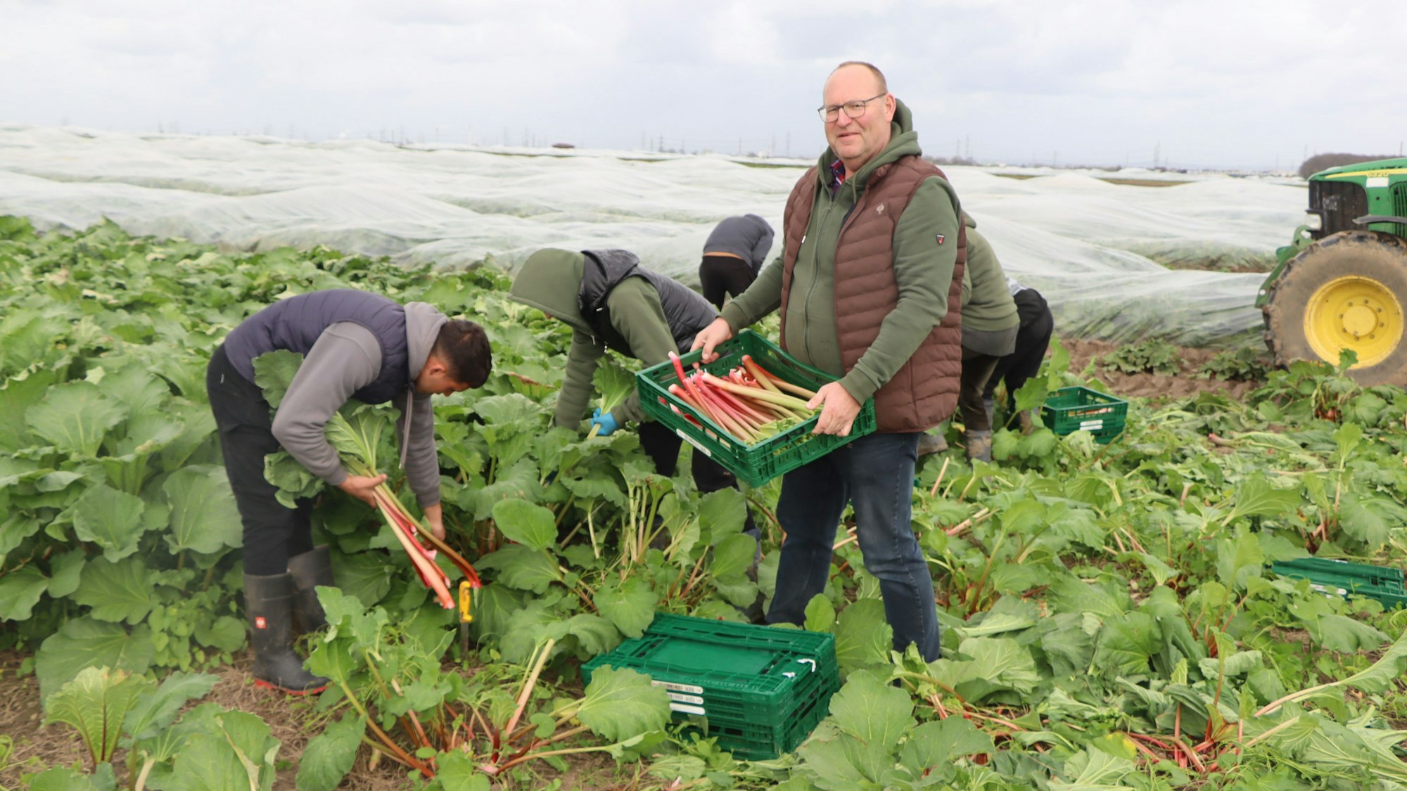 Landwirt Stefan Grüsgen im Rhabarberfeld. Die Qualität der sauren Stangen beschreibt er als „sehr gut“.