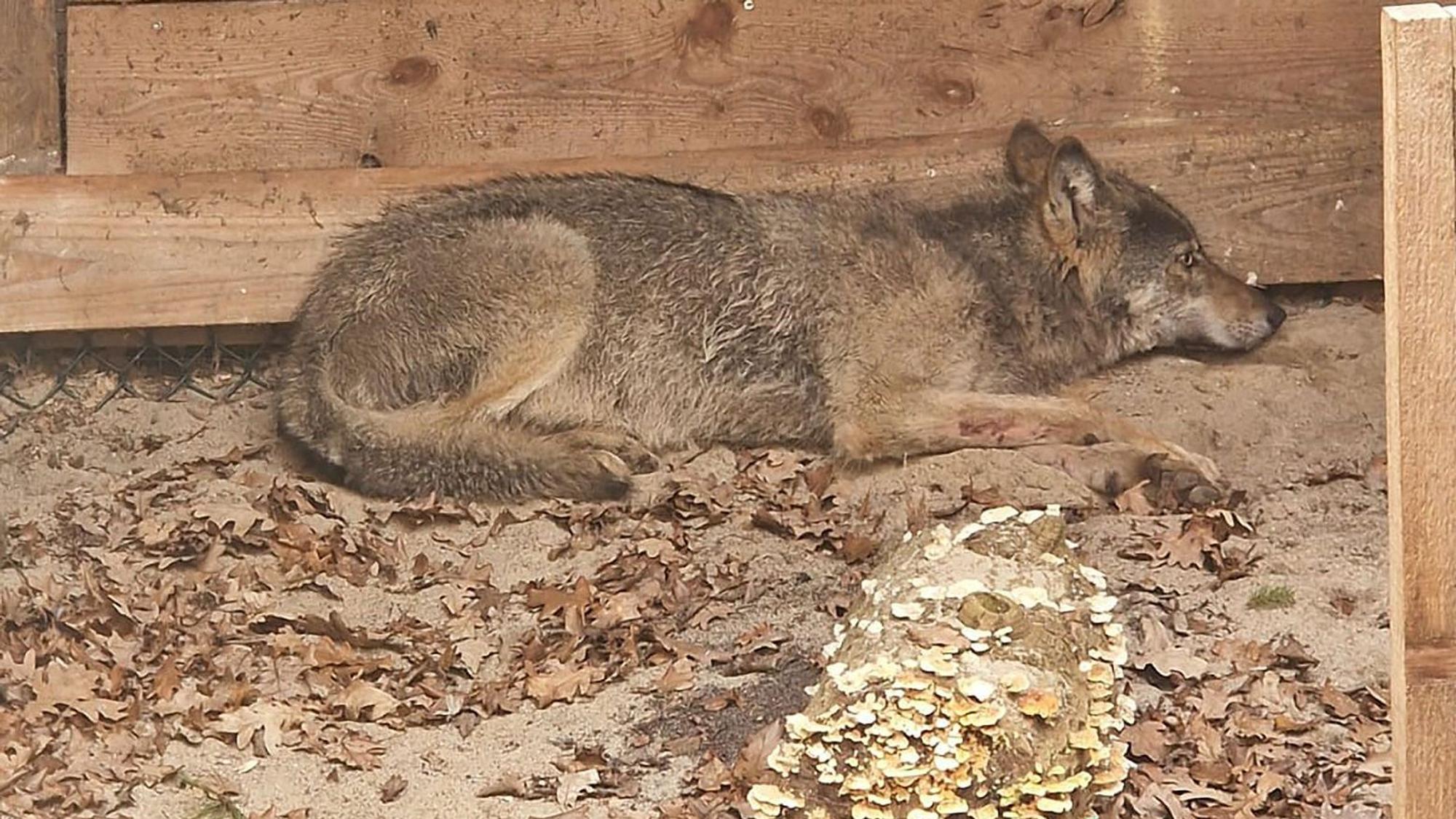 Der Wolf, der eine Frau in Hamburg verletzt hat, liegt in einer Wildtierauffangstation bei Sachsenhagen. (Archivbild)
