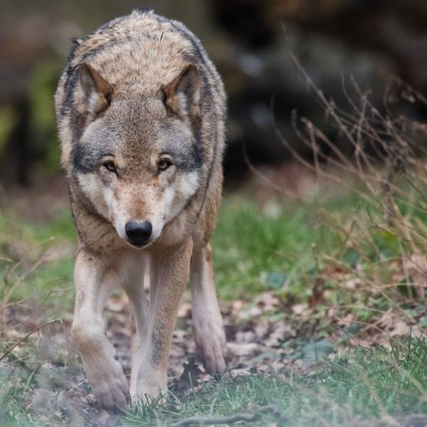 Ein Europäischer Wolf (Canis lupus lupus) streift durch ein Gehege im Wisentgehege. (Symbolbild)