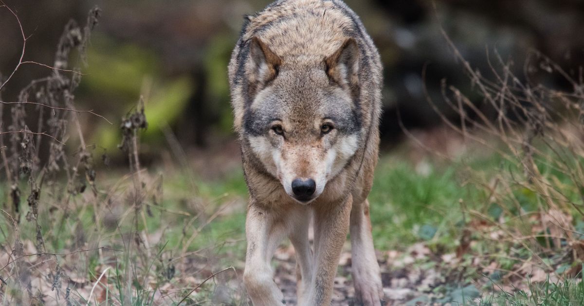 Discussion about injuries: Wolf is free again after attack in Hamburg