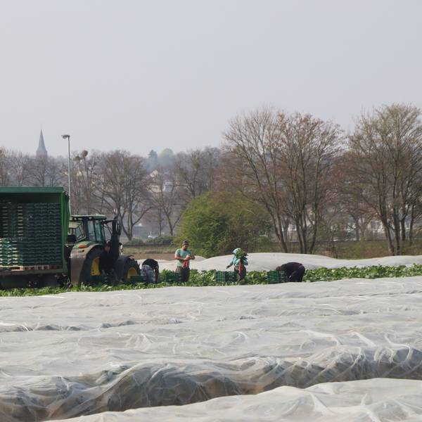 Ein mit Folie abgedecktes Feld, ein Traktor mit Anhänger und Arbeiter.