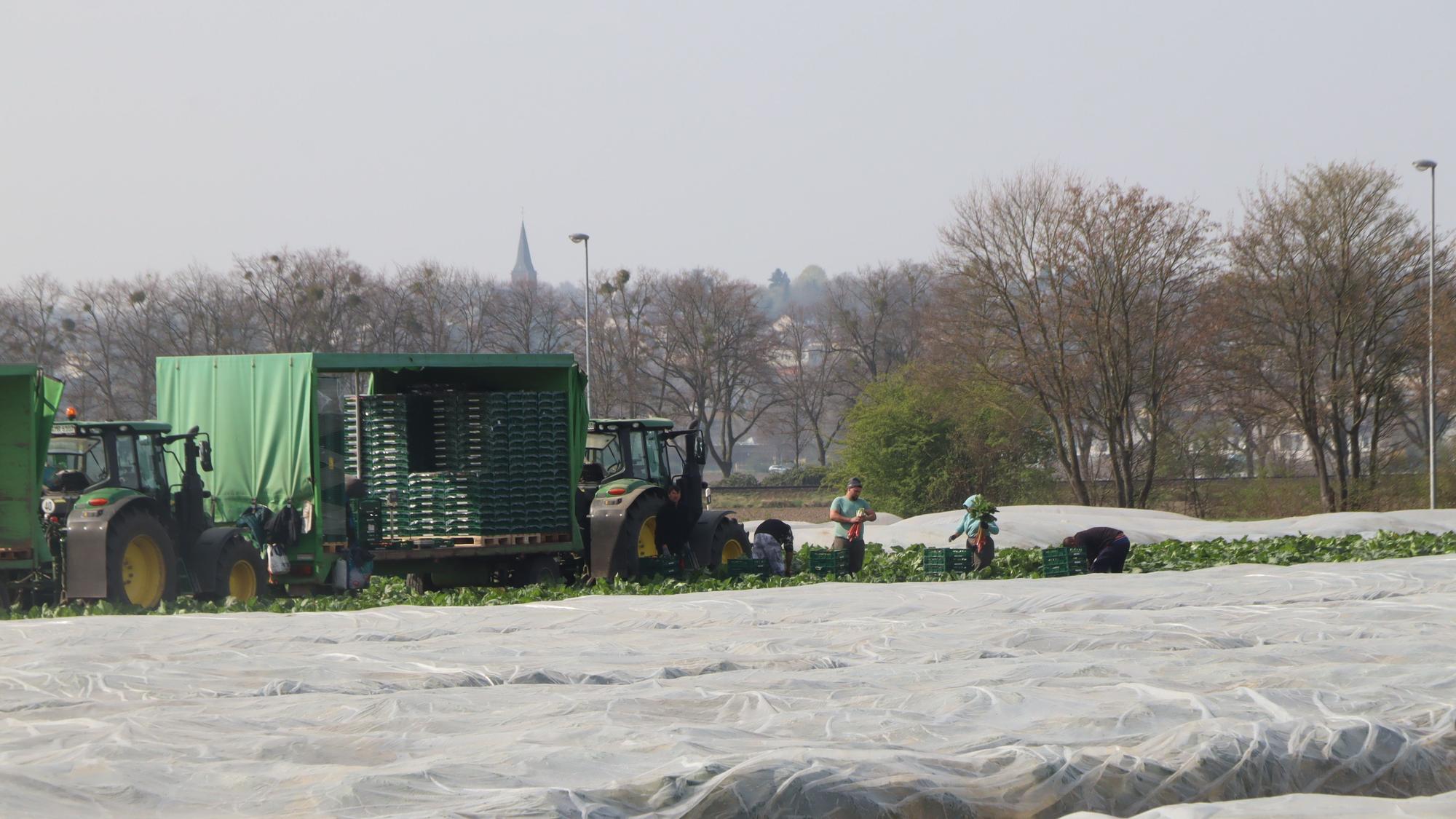 Ein mit Folie abgedecktes Feld, ein Traktor mit Anhänger und Arbeiter.
