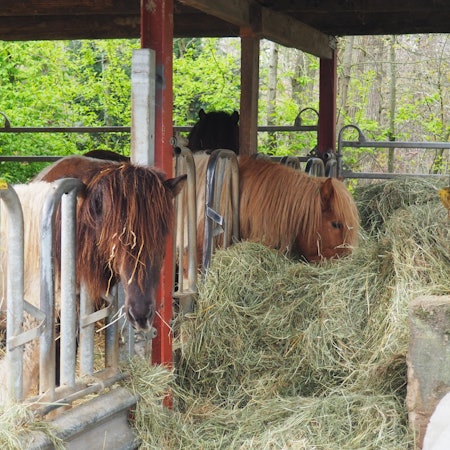 Zwei Islandpferde stehen an einer Heuraufe und fressen.