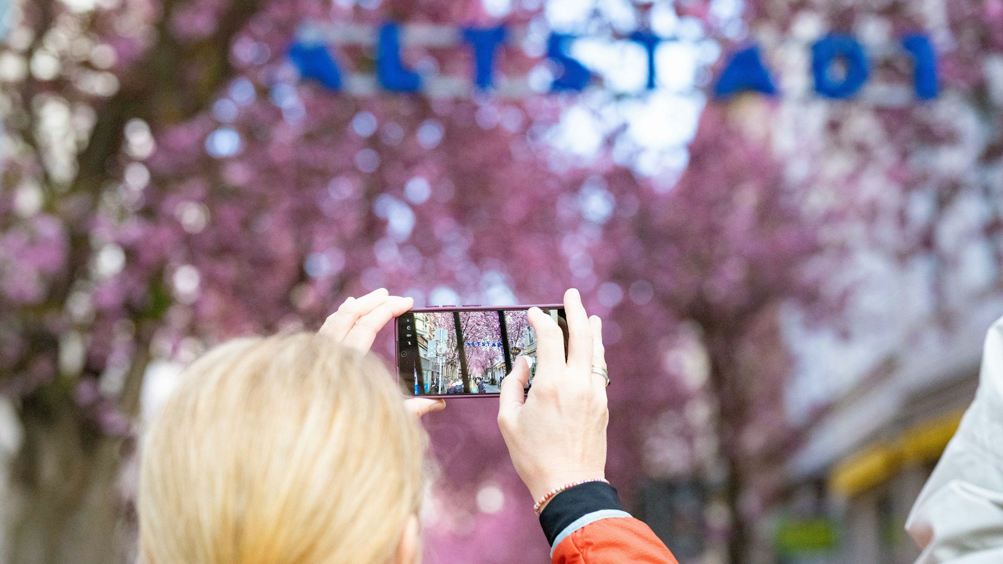 Das Kirschblüten-Motiv aus Bonn ist beliebt, Touristinnen und Touristen kommen oft von weit her.
