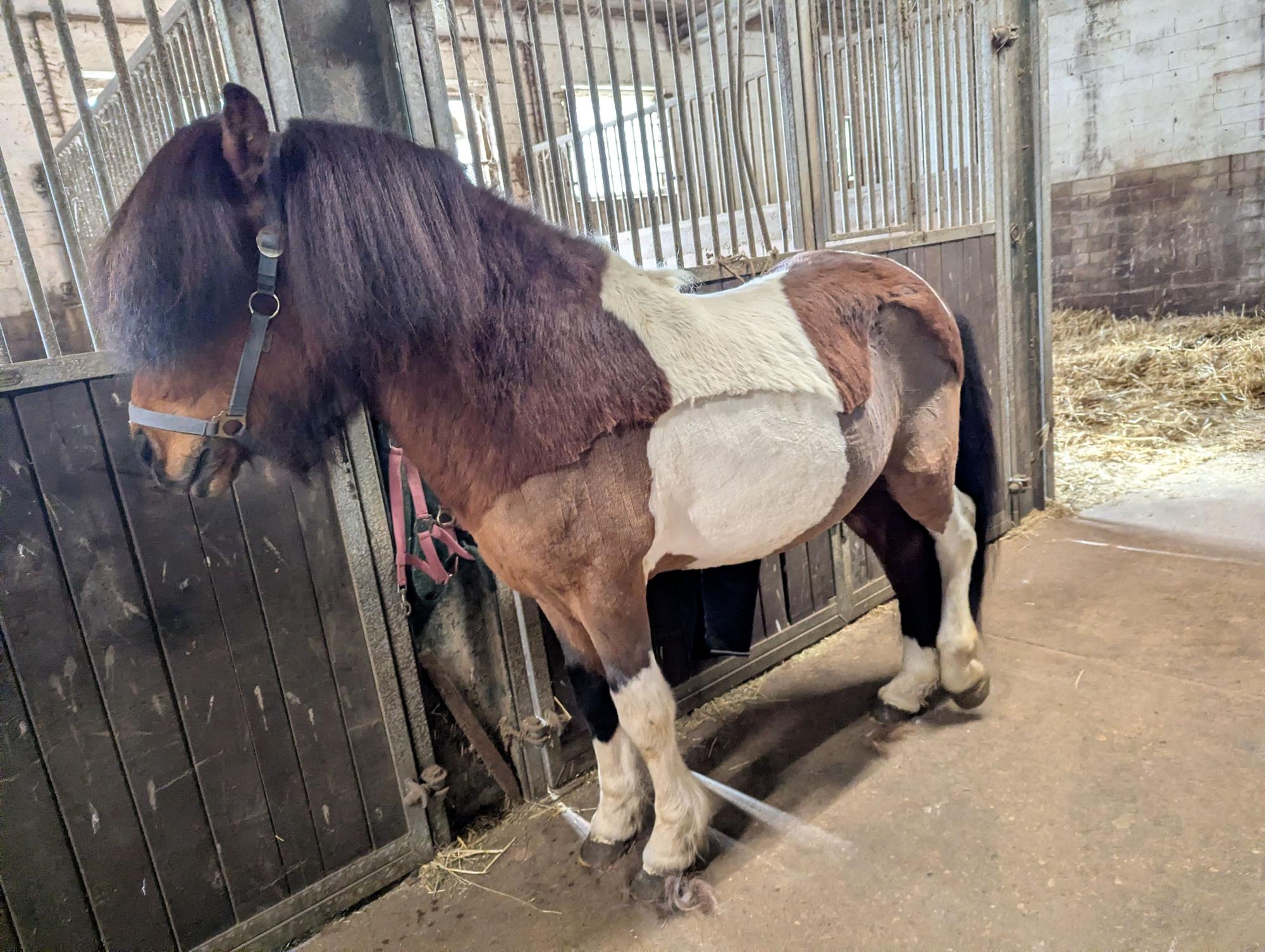 Das Bild zeigt das gleiche Pony wie das obere, aber mit sauberem, teilweise geschorenen Fell und gepflegten Hufen.