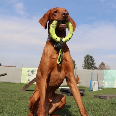 Zu sehen ist ein Hund, der einen Ring zwischen den Zähnen hält.