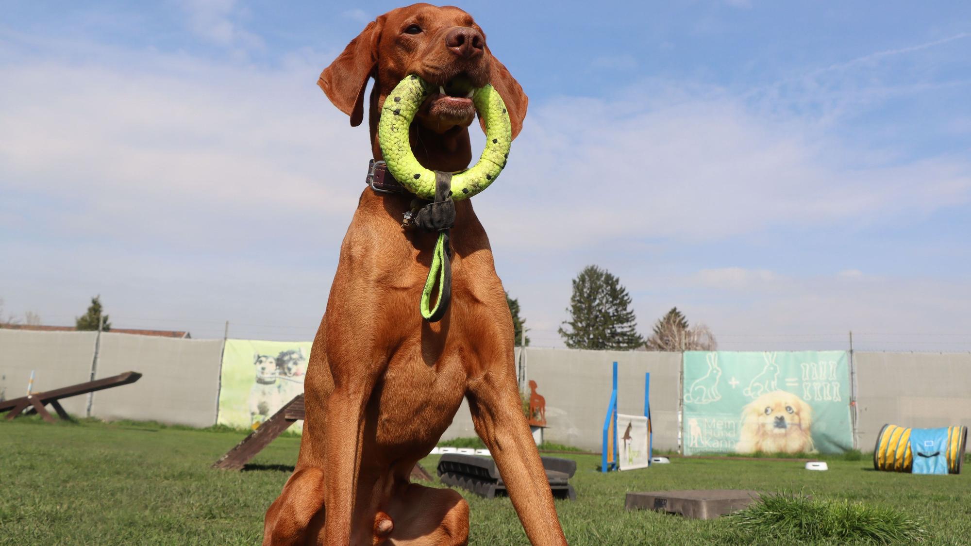 Zu sehen ist ein Hund, der einen Ring zwischen den Zähnen hält.