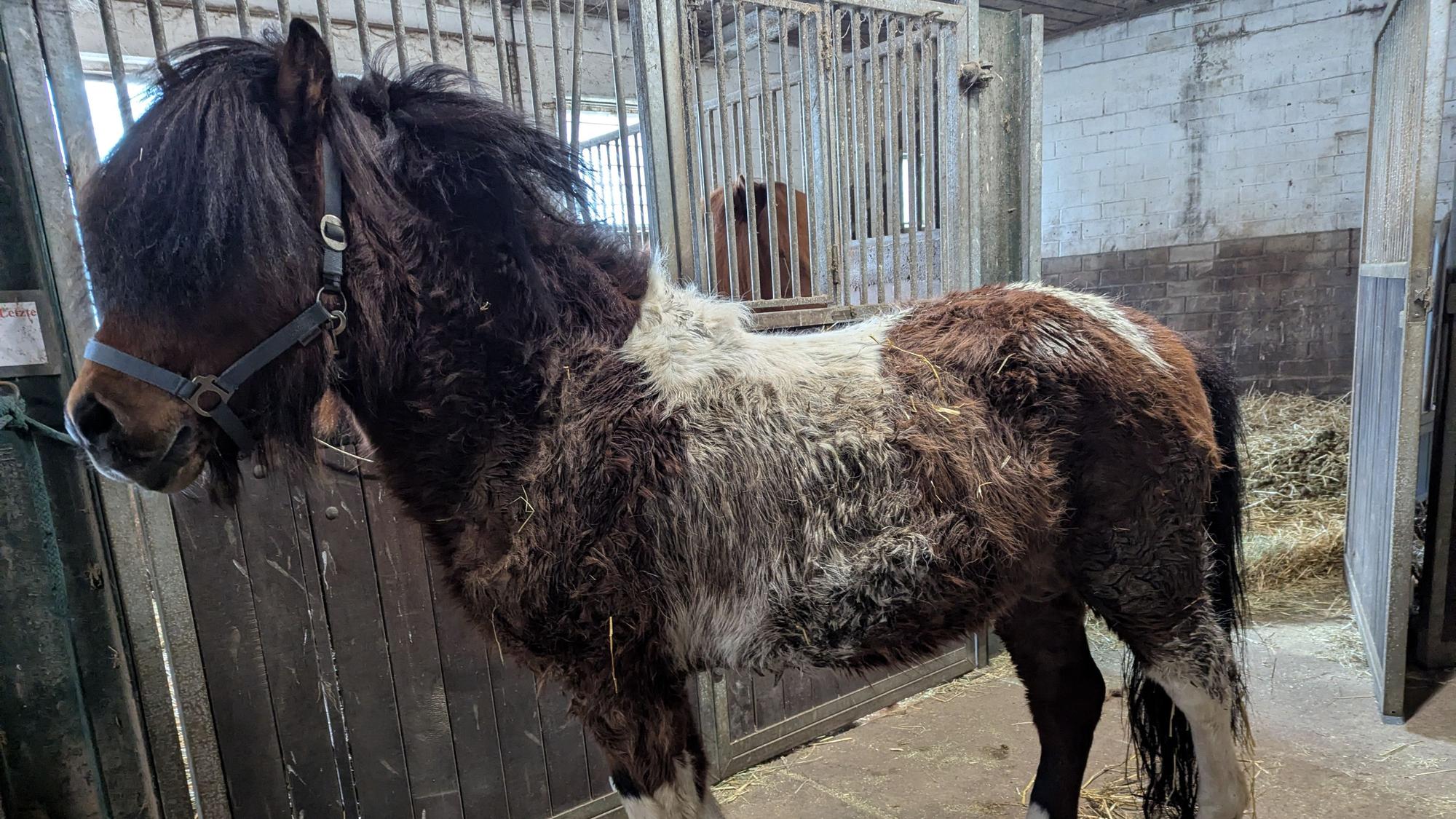 Verdreckt und halbverhungert kamen die Islandpferde im Stall Pierkes in Euskirchen an. Nun geht es ihnen besswer, so dass sie am 17. Mai neue Besitzer bekommen sollen.