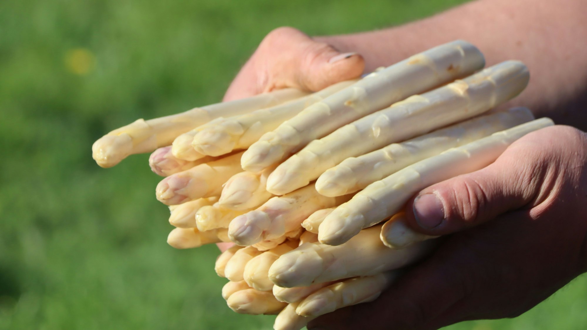 Echter Bornheimer Spargel – das große Stechen hat begonnen.