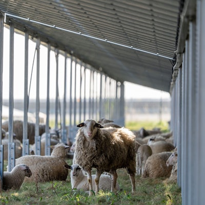 Eine Schafherde sucht Schatten unter Solarmodulen auf einer Wiese.