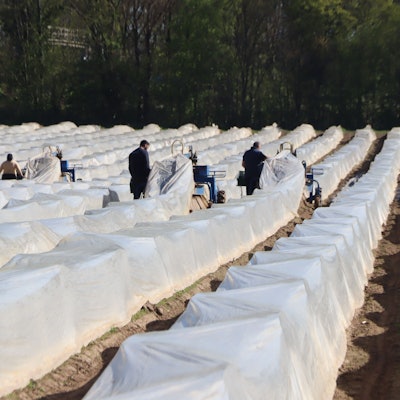 Dank der Spargel-Spinne ist die Ernte längst nicht mehr so kräftezerrend.