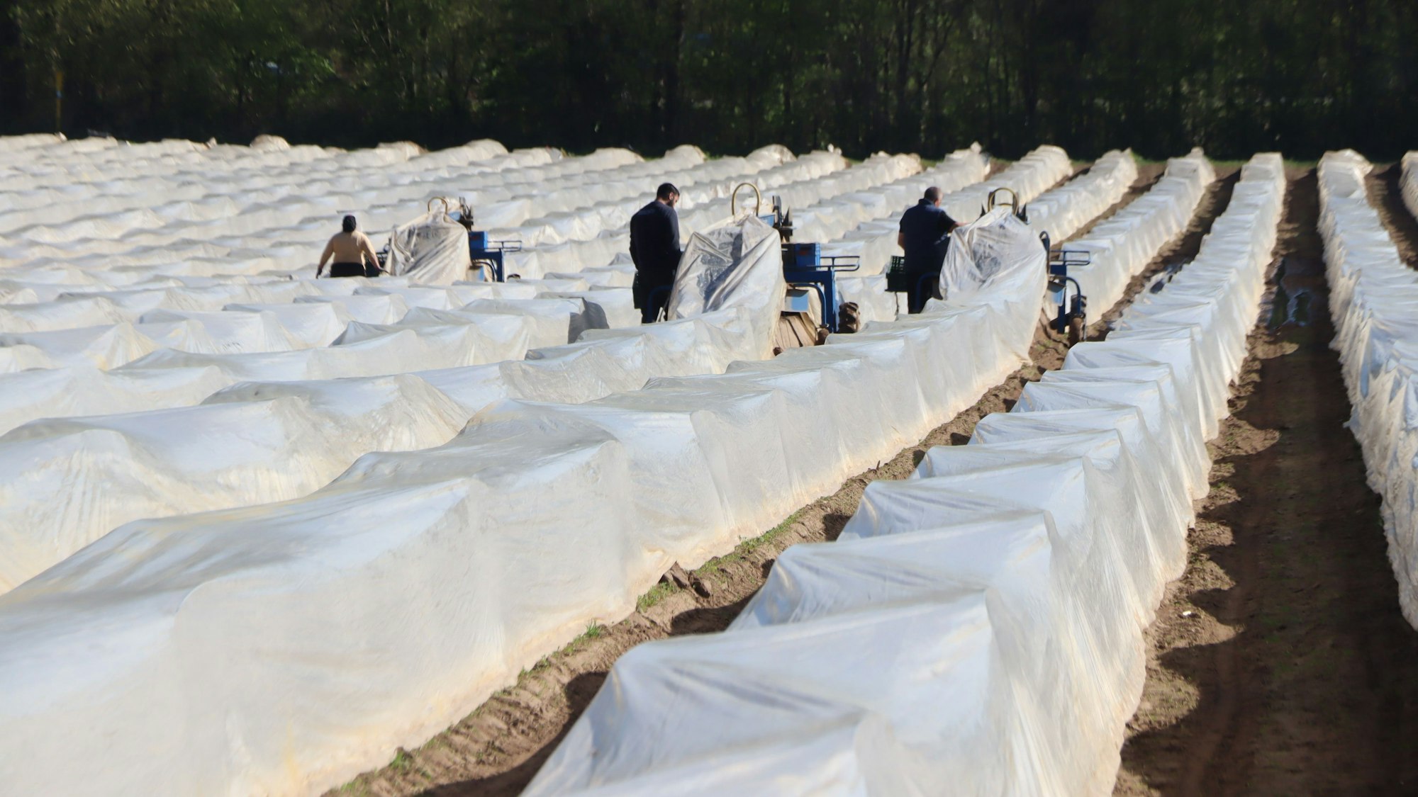 Dank der Spargel-Spinne ist die Ernte längst nicht mehr so kräftezerrend.