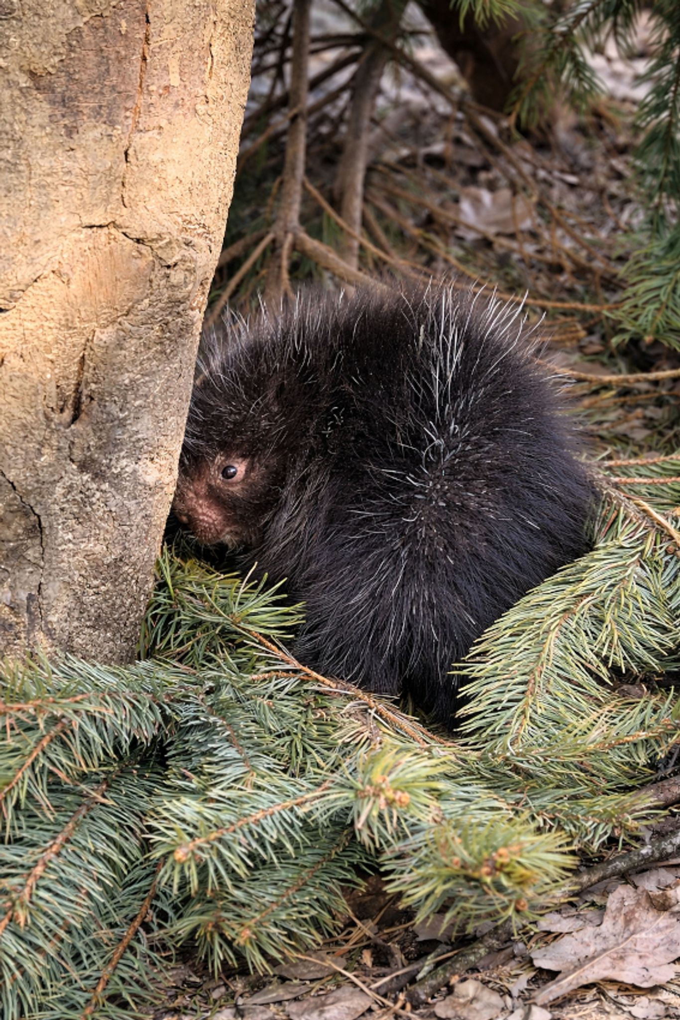 Baumstachler-Baby in Gelsenkirchen