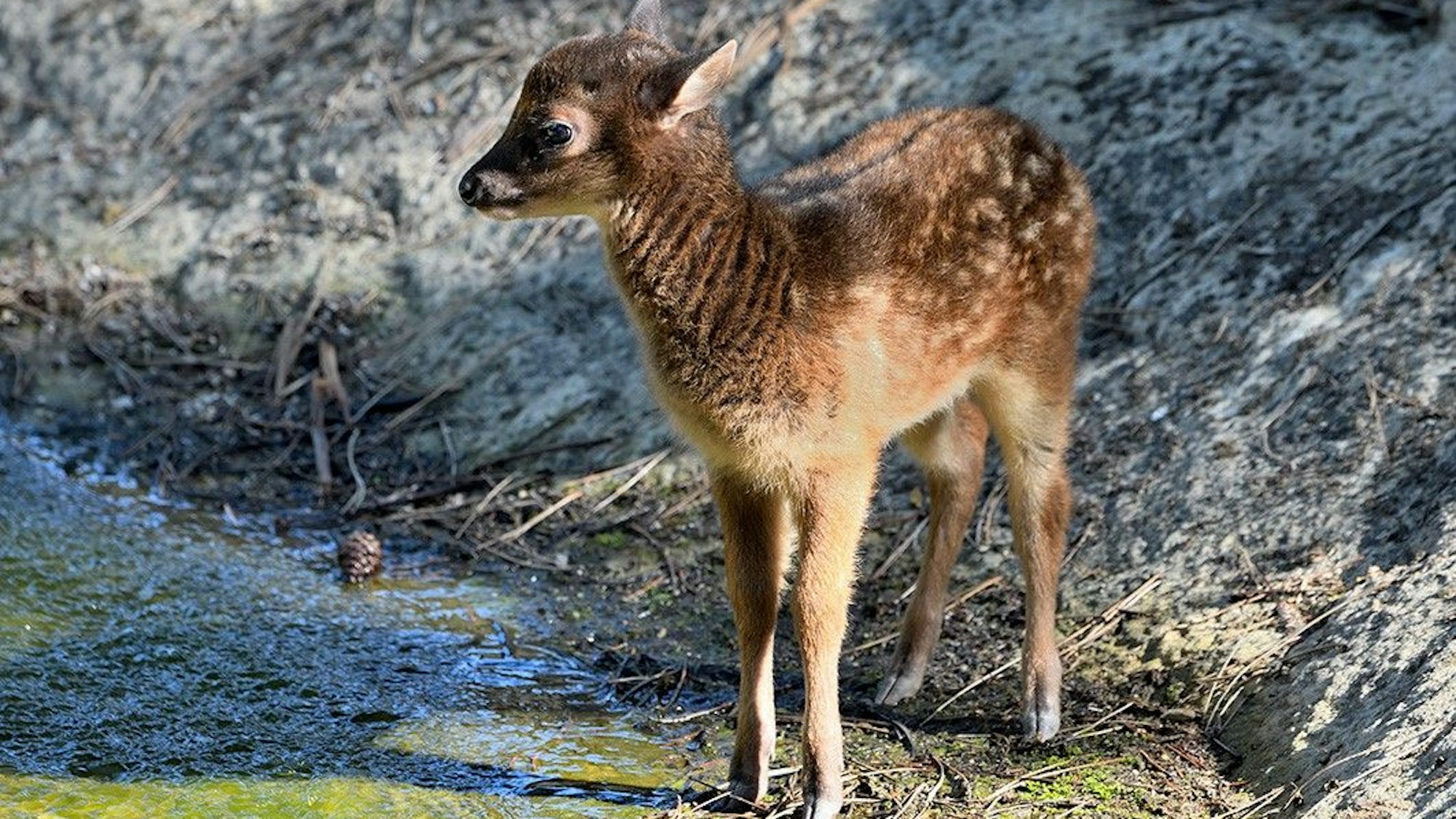 Prinz-Alfred-Hirsch-Nachwuchs Aurea im Kölner Zoo