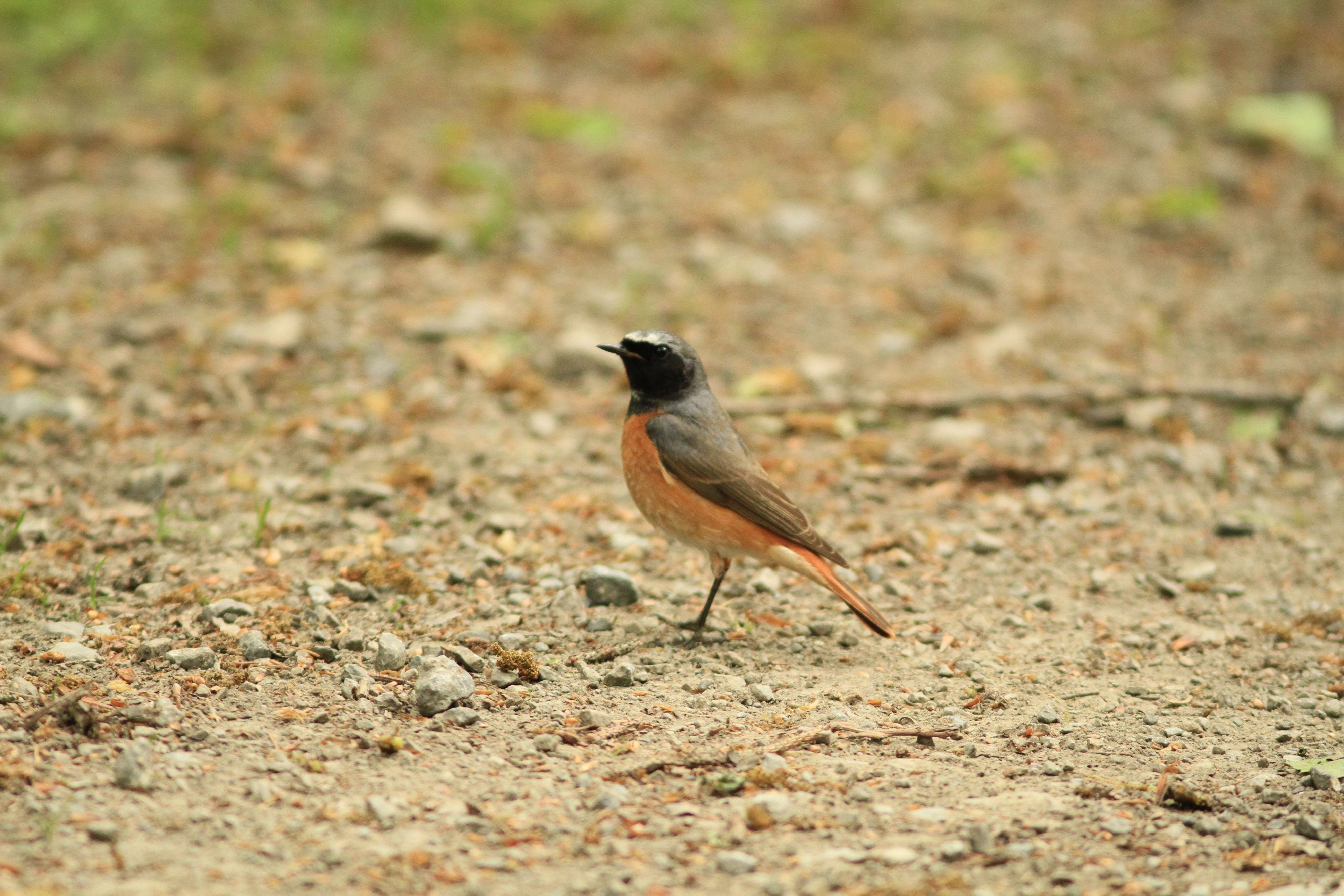 Der Gartenrotschwanz.