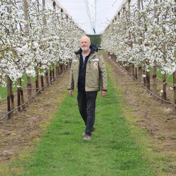 Obstbauer Roland Schmitz-Hübsch in der Kirschblüte in seiner Plantage in Bornheim-Merten.