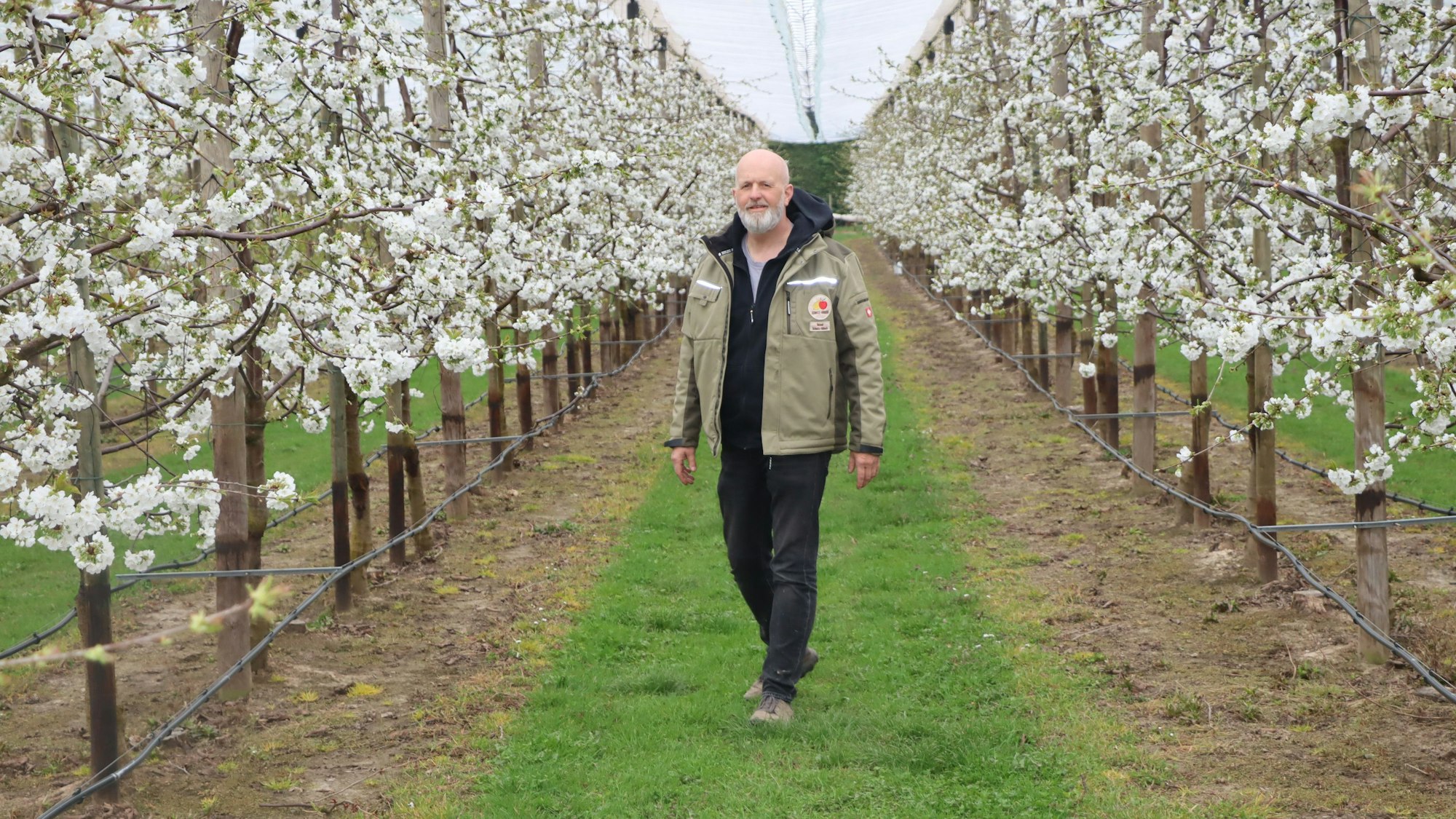 Obstbauer Roland Schmitz-Hübsch in der Kirschblüte in seiner Plantage in Bornheim-Merten.