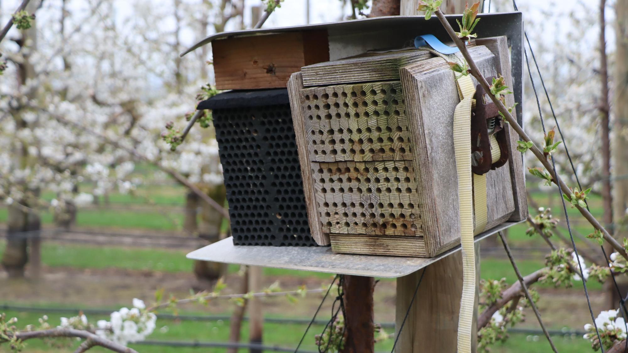 Hier haben die Mauerbienen ihr zu Hause.