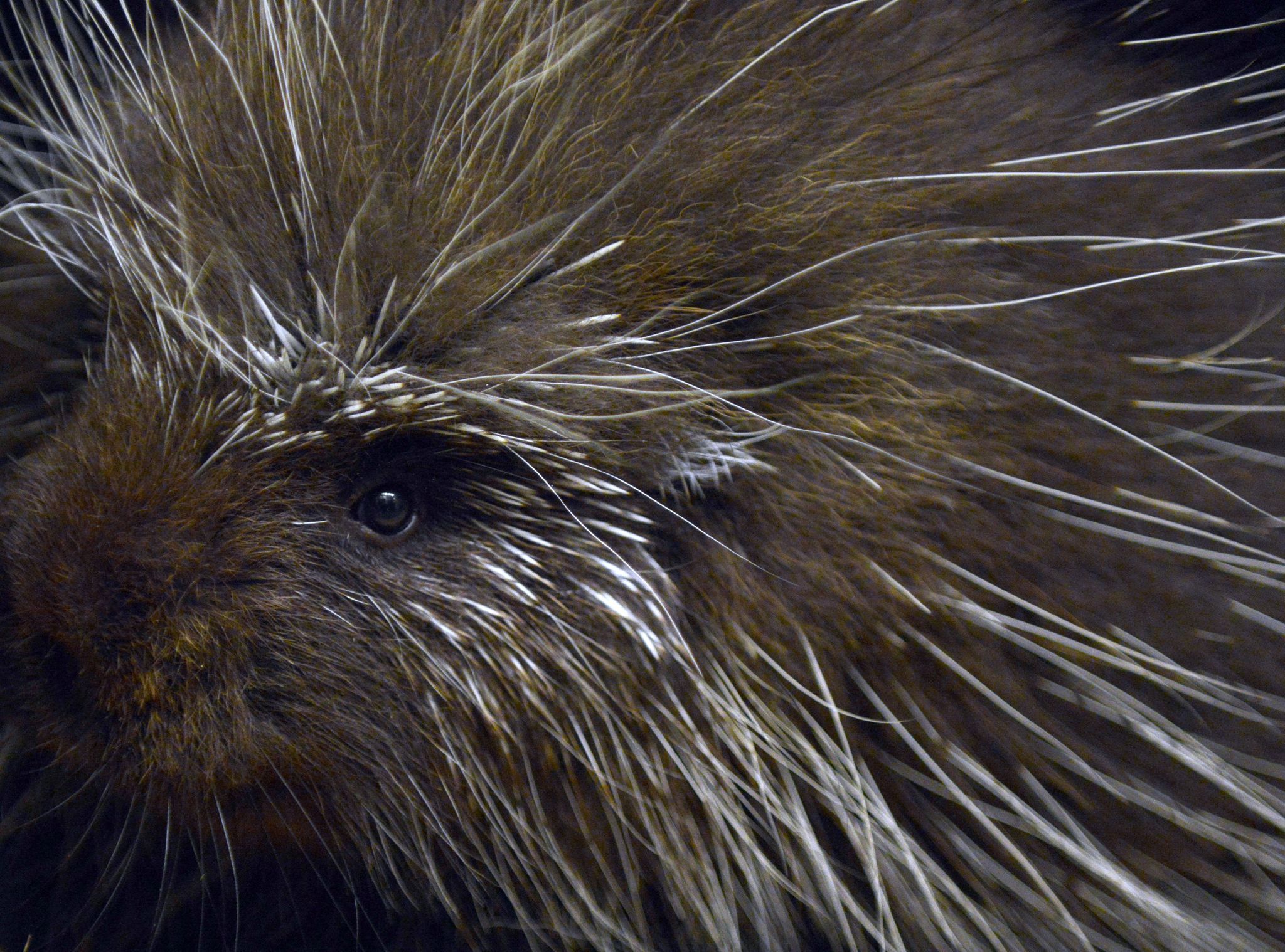 Zoo Gelsenkrichen - Baumstachler