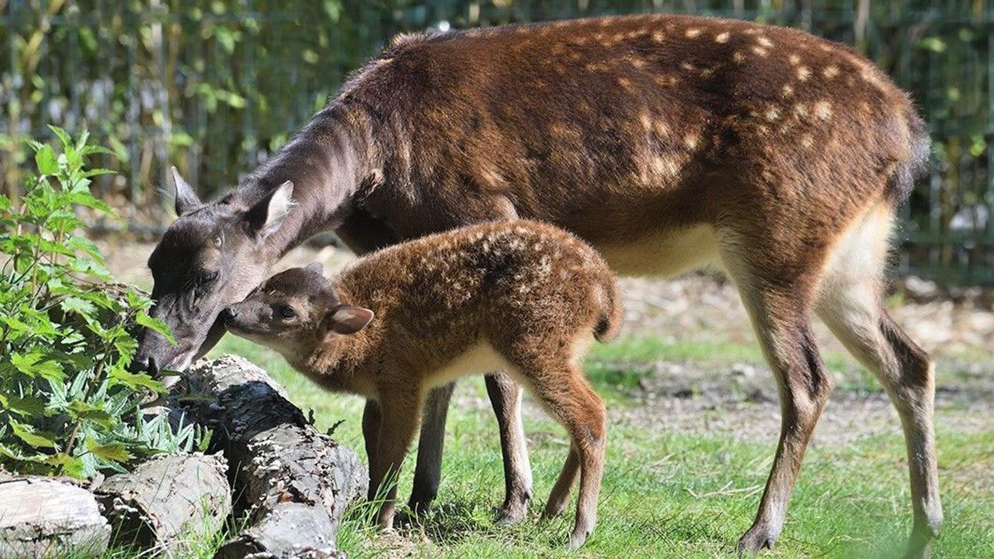 Prinz-Alfred-Hirsch-Nachwuchs Aurea im Kölner Zoo