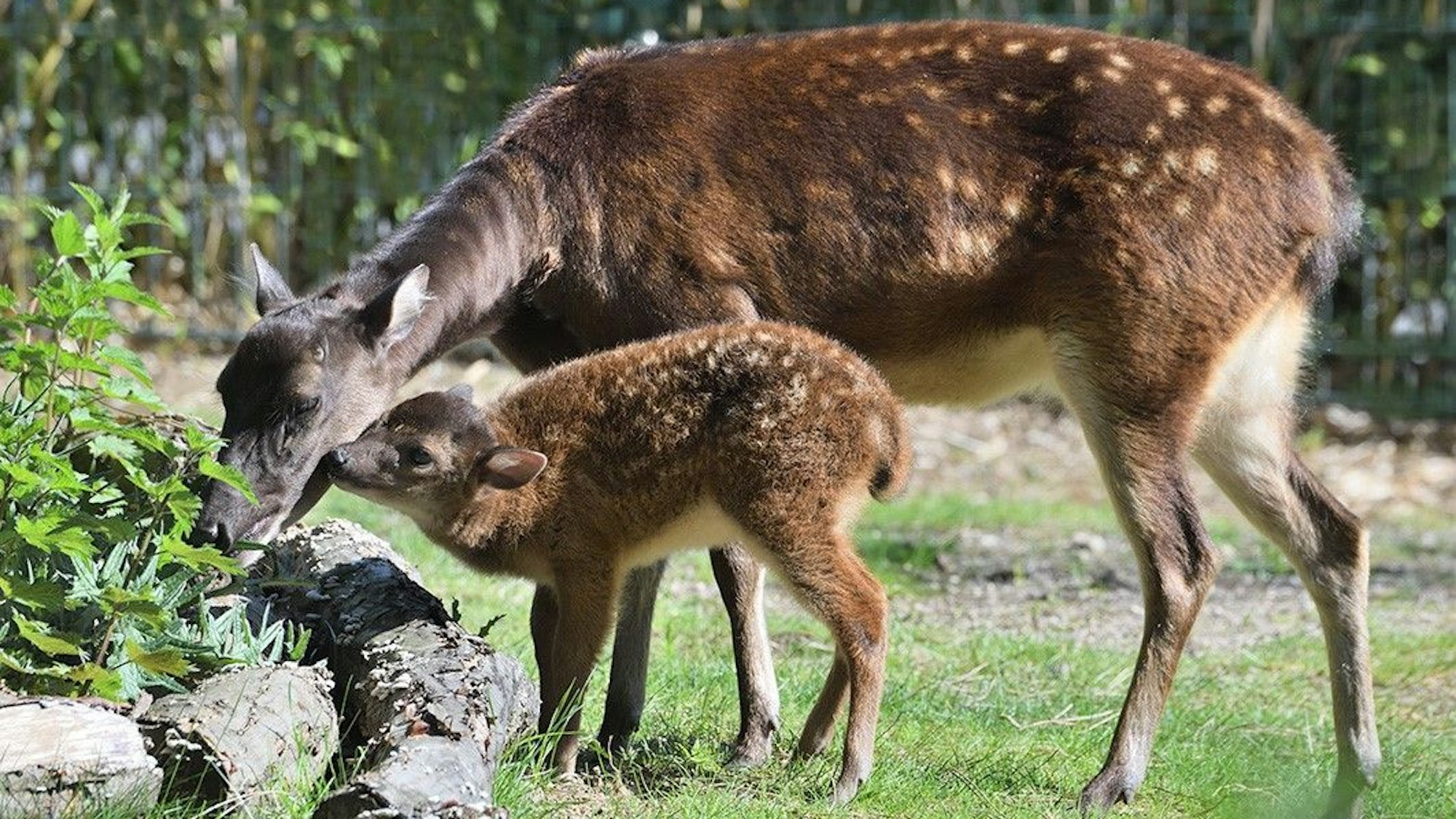 Prinz-Alfred-Hirsch-Nachwuchs Aurea im Kölner Zoo