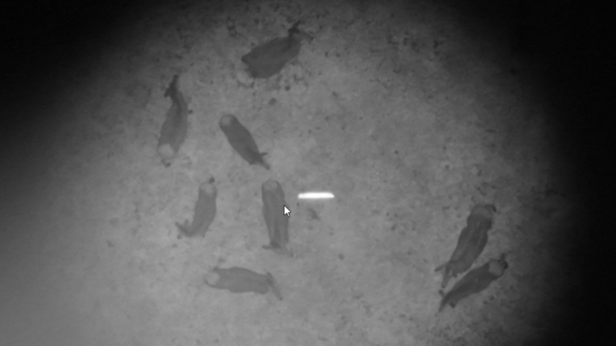 Aufnahme einer Nachtsichtkamera von Rotwild.