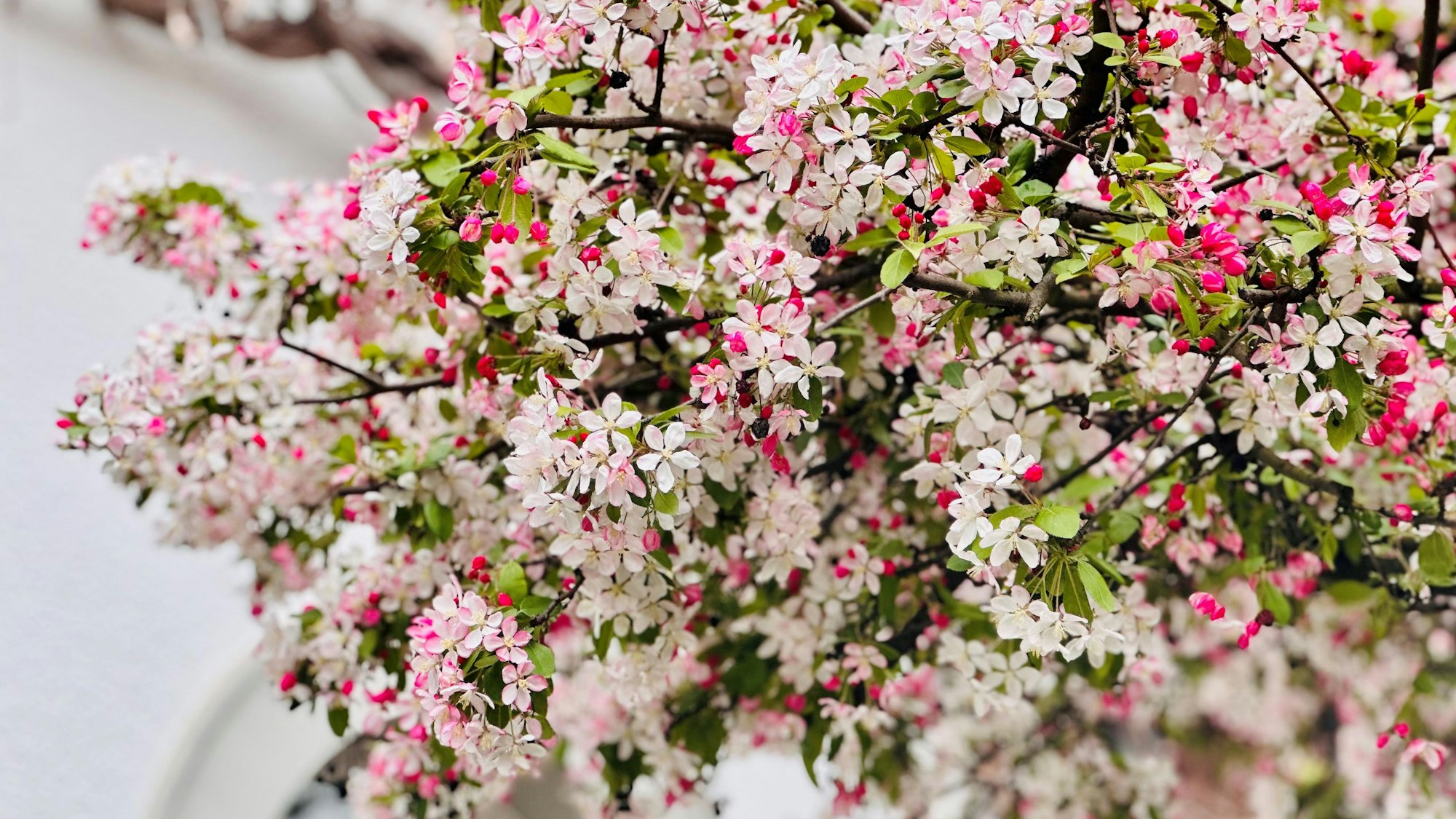 Das Bild zeigt einen blühenden Baum.