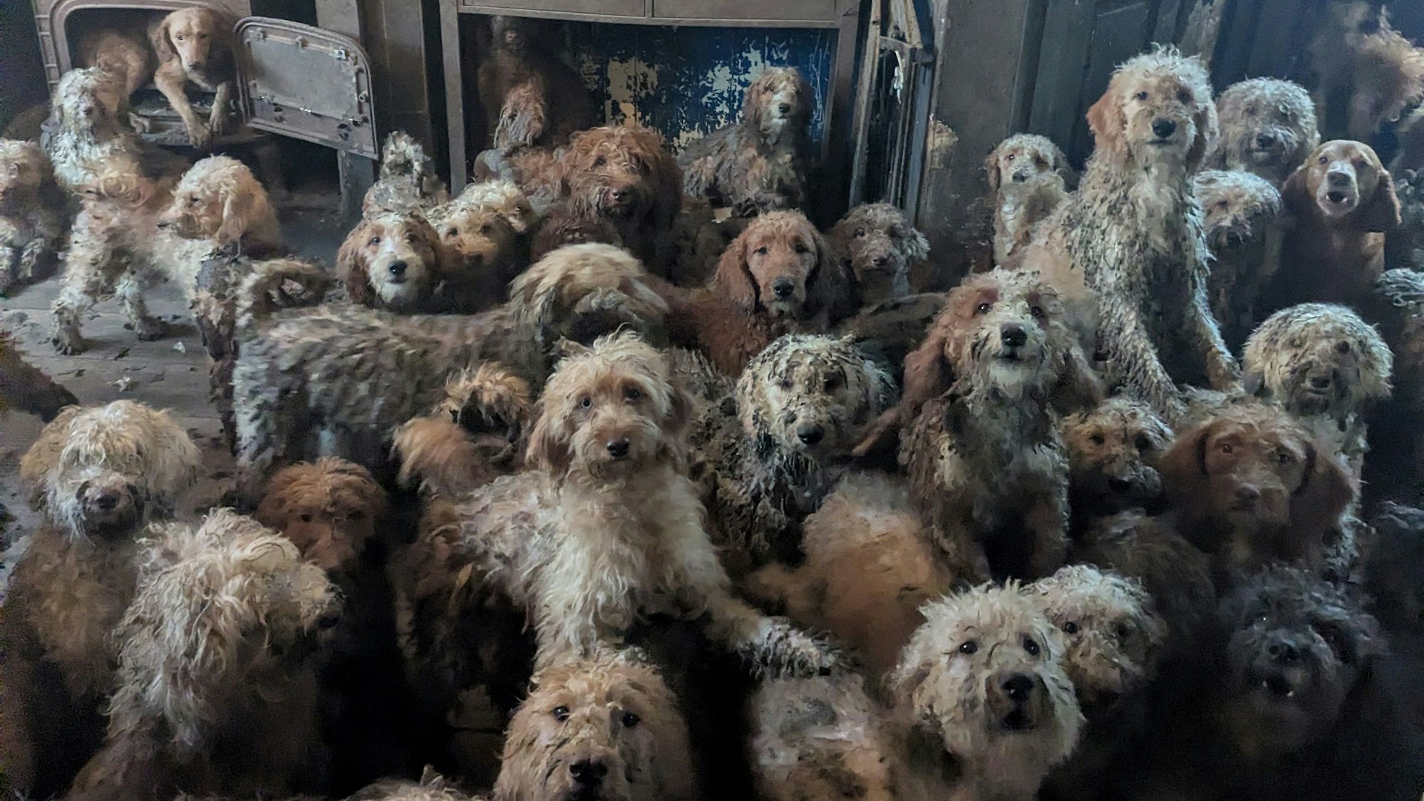 Dutzende vernachlässigte Tiere auf einem Foto.