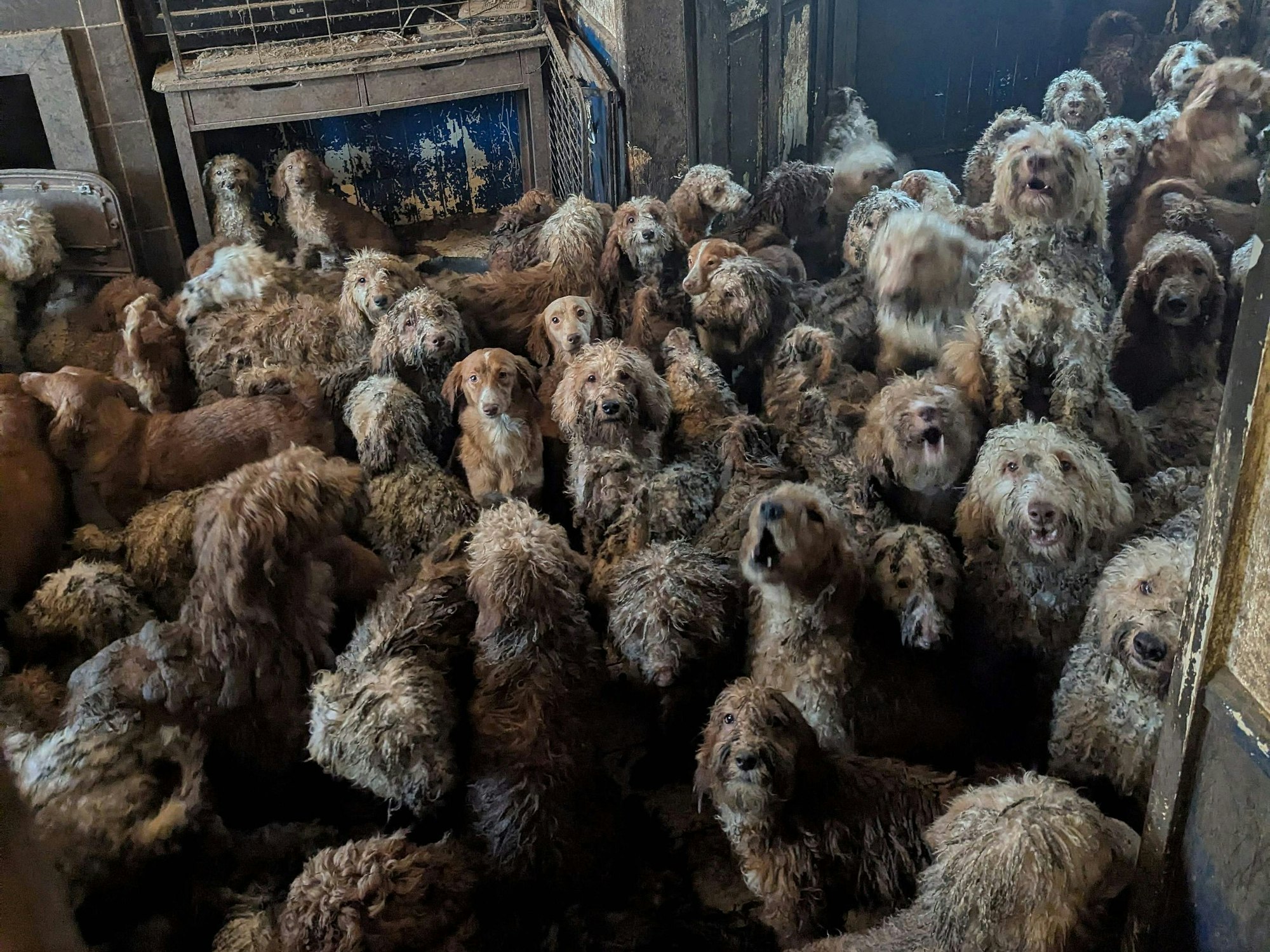 Ein weiteres Foto zeigt das Ausmaß der Vernachlässigung.