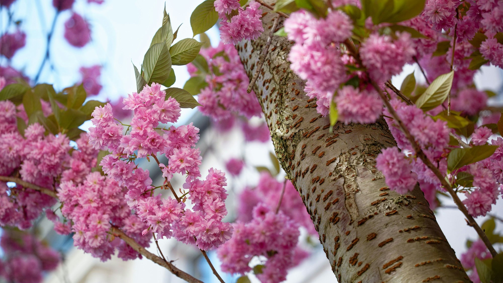 11.04.2026, Nordrhein-Westfalen, Bonn: Kirschblüten schmücken die Bäume in der Bonner Altstadt. Foto: Henning Kaiser/dpa +++ dpa-Bildfunk +++