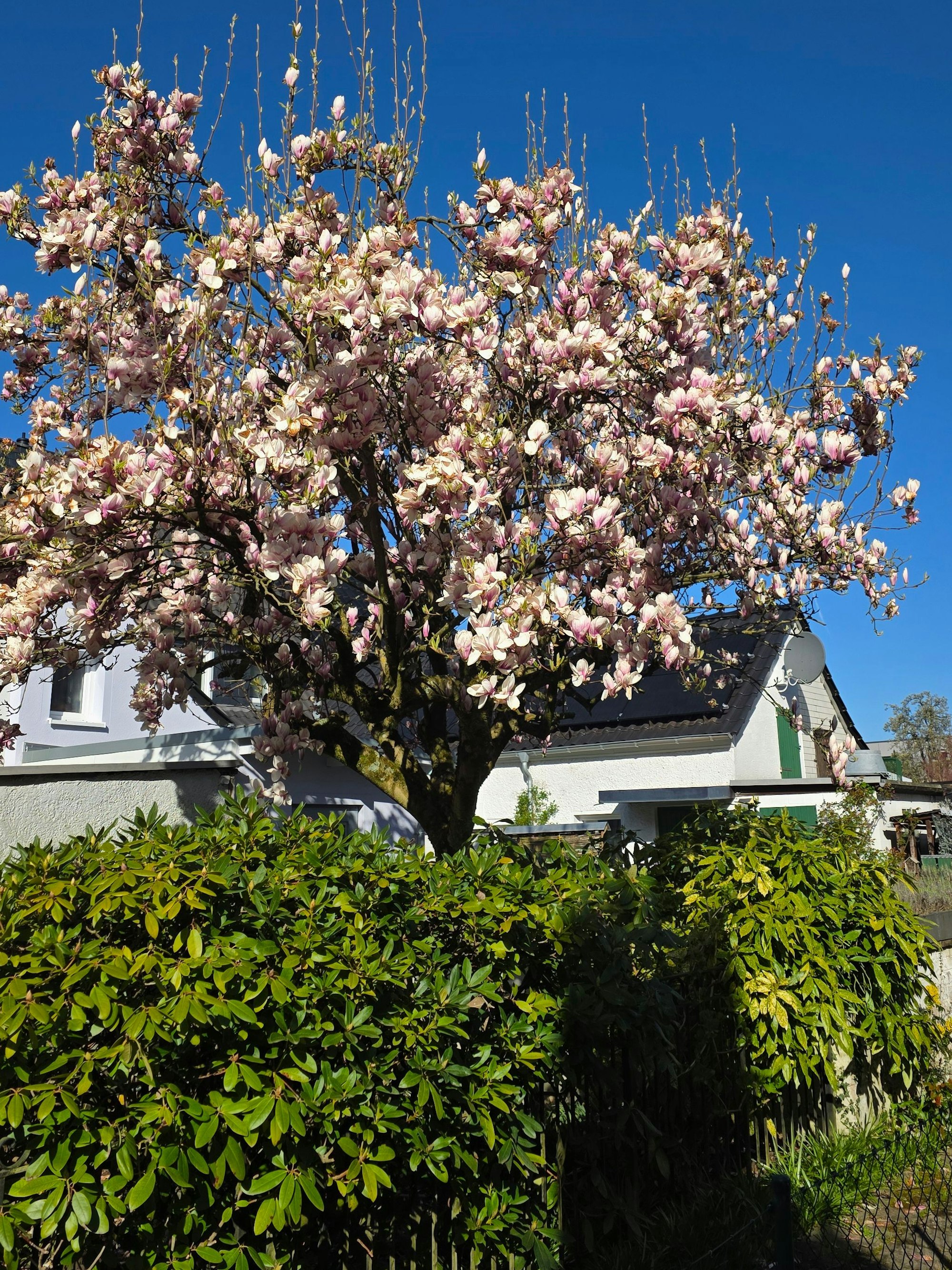 Ein Baum blüht in Moitzfeld.