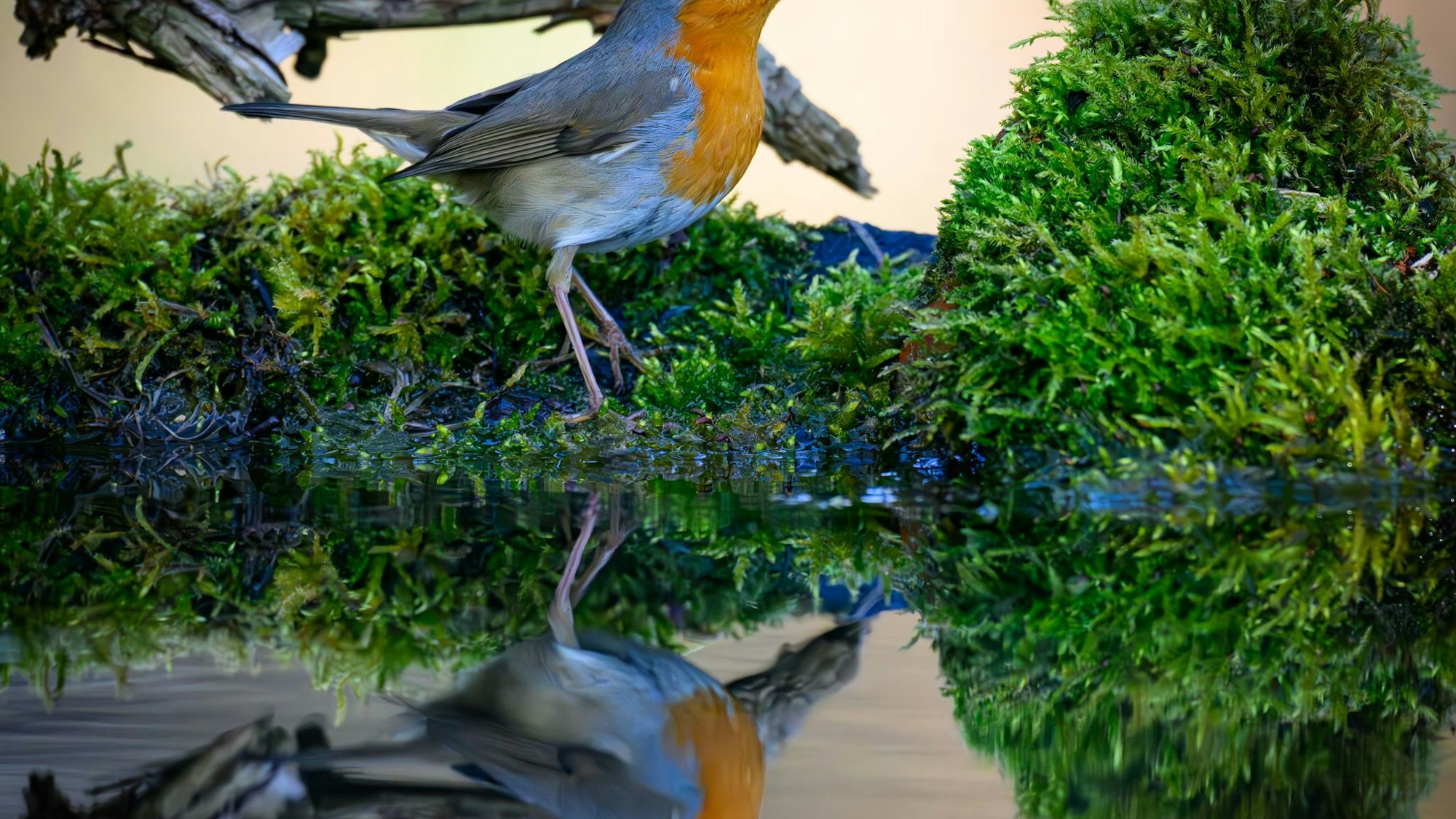 Naturklänge aus heimischen Wäldern wirken besonders erholsam